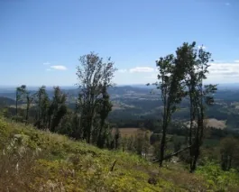Chehalem Mountain